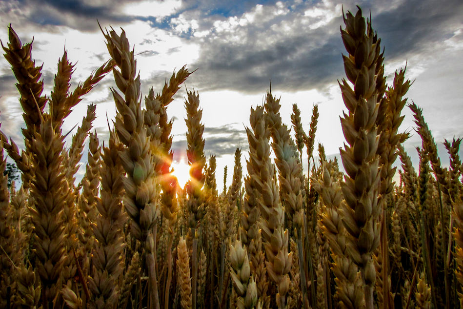 food insecurity
